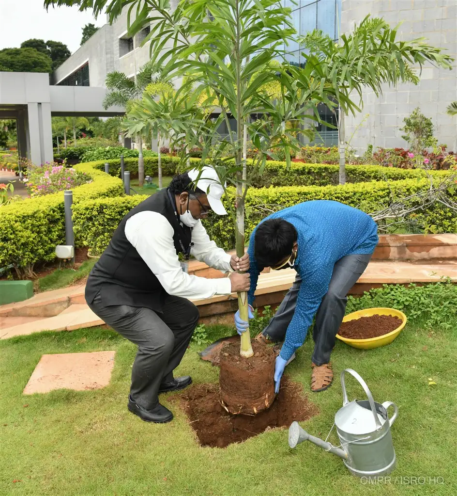 Plantation of Saplings