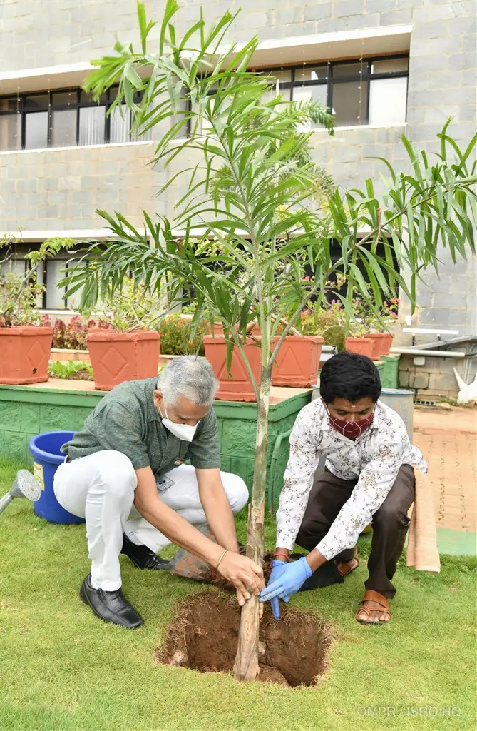 Plantation of Saplings