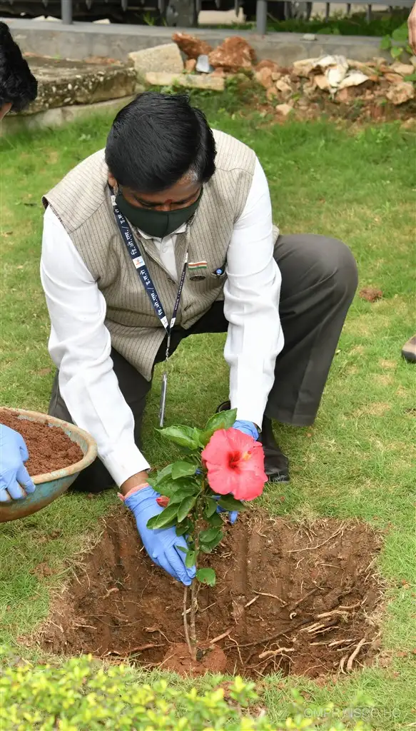 Plantation of Saplings